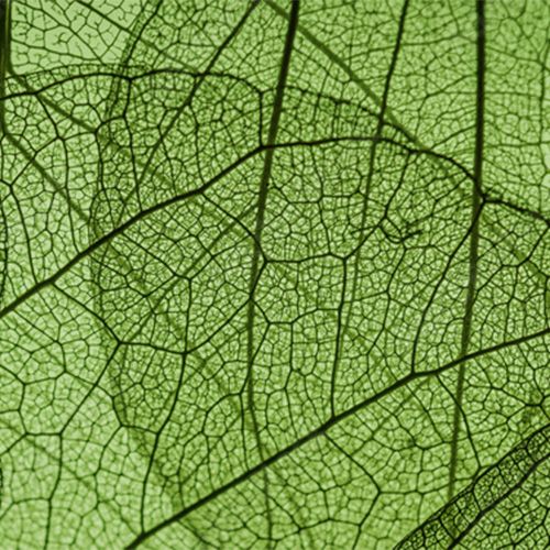OPTIMALE NATUURLIJKHEID